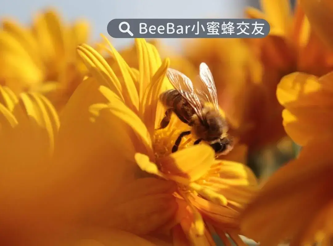 熱門討論約砲軟體(六)  -【beebar】簡稱小蜜蜂交友